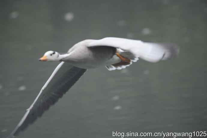 飞 wbr(雾拍水禽湖 wbr杂片) 飞 wbr(雾拍水禽湖 wbr杂片)