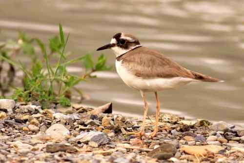长嘴剑鸻竟然会诈伤