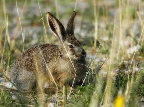 动物世界：山寨还是原创之十四