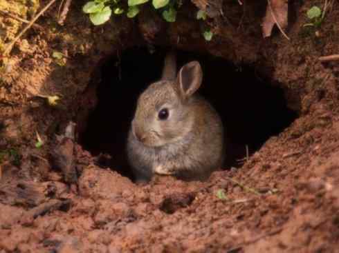 动物世界:山寨还是原创之十 动物世界:山寨还是原创之十