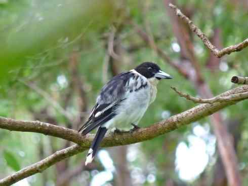 雀鸟也彪悍：战斗机（黑背钟鹊）