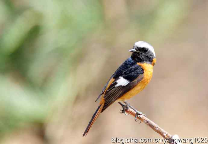 雄性北红尾鸲（11）