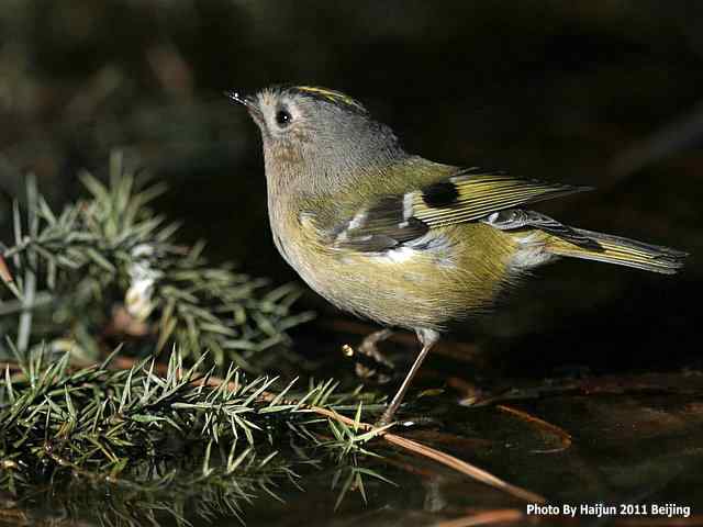 暮然回首 wbr. wbr戴菊却在天坛水洼处