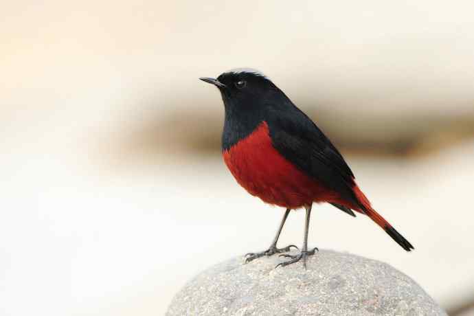 蹊跷鈥斺敯锥ハ洞骰颐倍