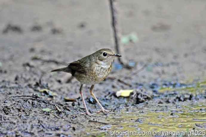 雌性蓝歌鸲（6）