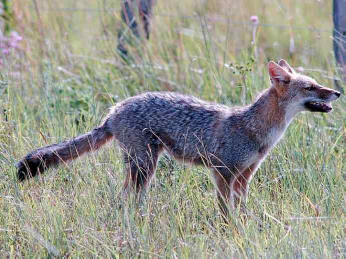犬科：狐亚科伪狐属之高地狐、河狐、秘鲁狐