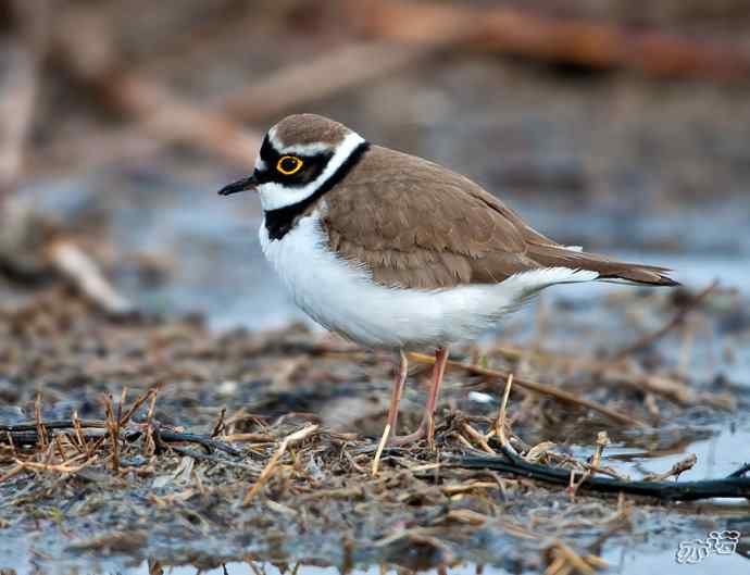 官厅水库拍鸟——金眶鸻