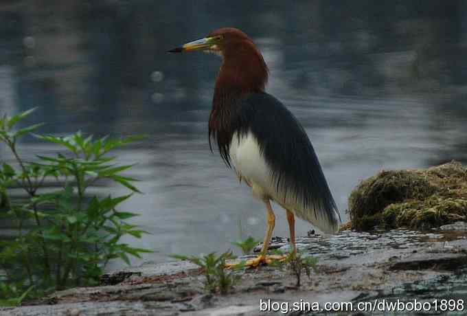 鸟友同游怀沙河