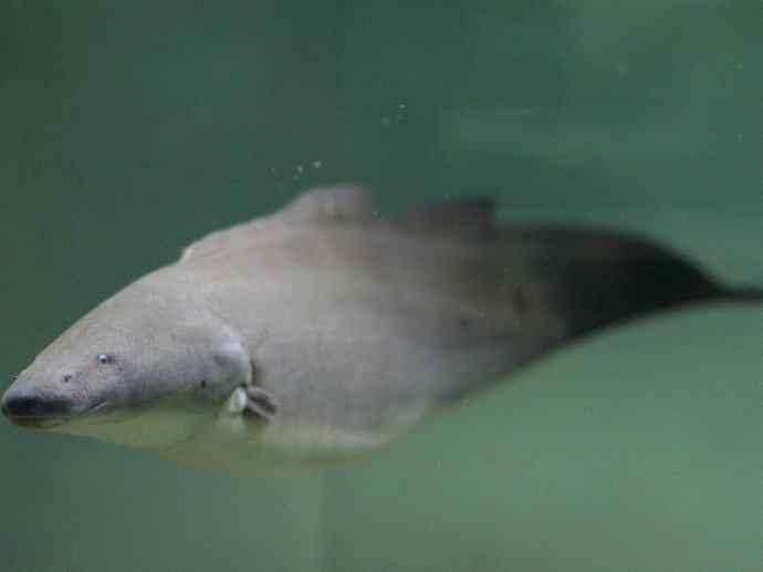 鱼类活化石：裸臀鱼