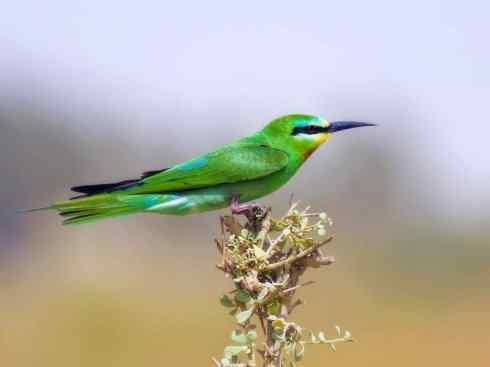 绝色攀禽：佛法僧目之蜂虎2