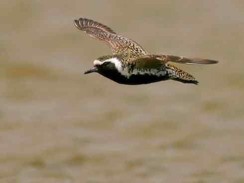 自然奇观：动物大迁徙(涉禽)