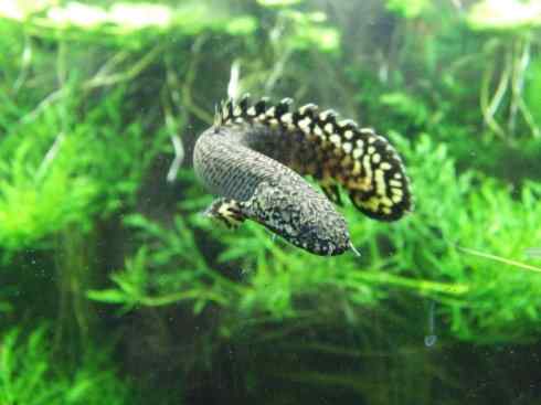 鱼类活化石:多鳍鱼 鱼类活化石:多鳍鱼