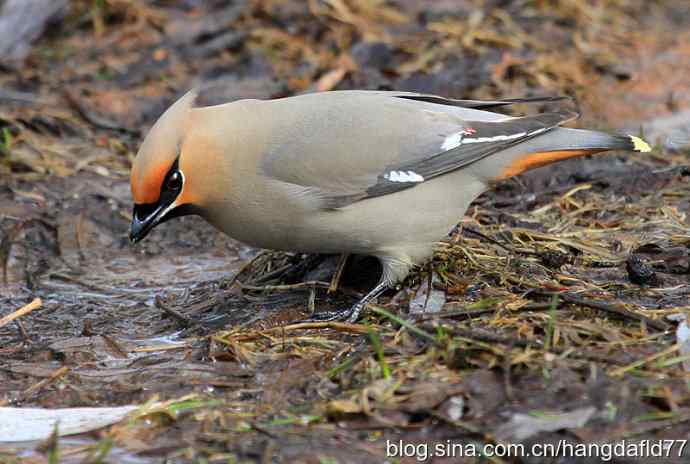 波希米亚太平鸟
