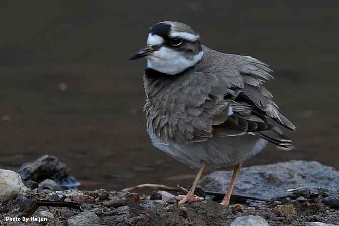 鸟为悦己者容(长嘴剑鸻梳妆)