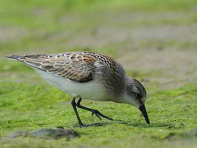 黄金海岸寻鹬 wbr赤土山桥赏鸟