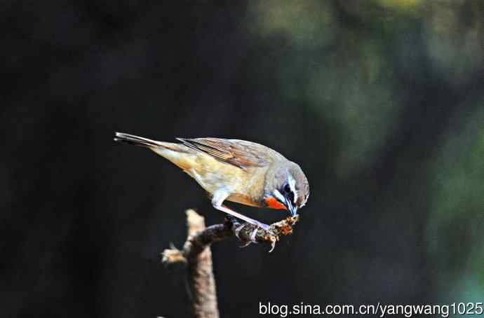 红喉歌鸲(20) 红喉歌鸲(20)