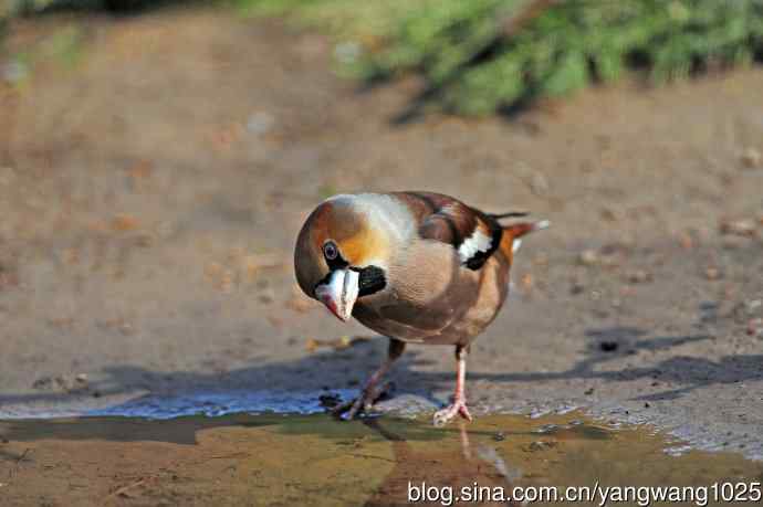 锡嘴雀(3) 锡嘴雀(3)
