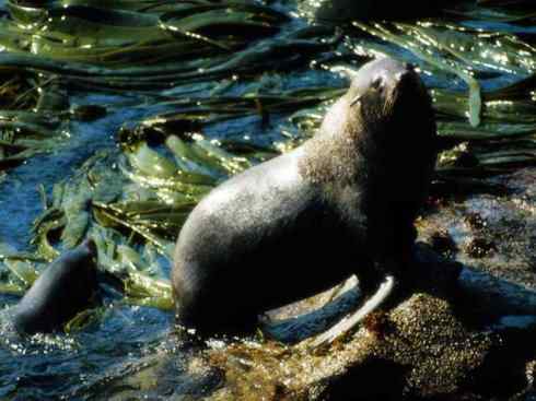 自然奇观：动物大迁徙(鳍足类)