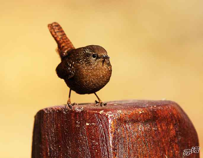 北京植物园&nbsp;wbr路&nbsp;wbr鹪（jiao）鹩（liao）
