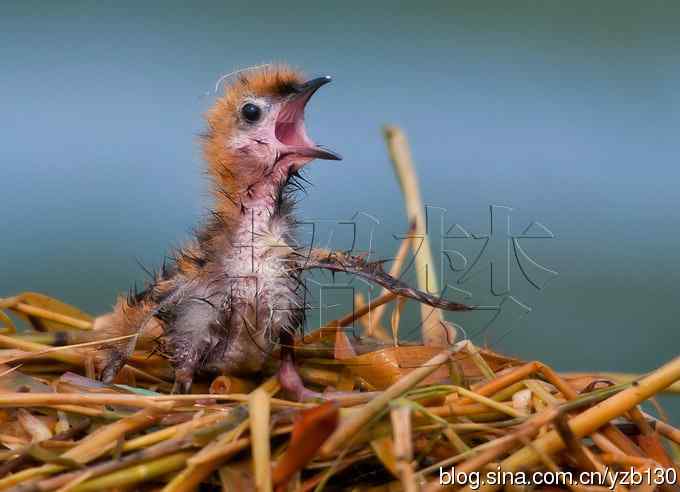 这世界，我来了！任凭风暴漩涡鈥︹Γㄗ橥迹25张图片）