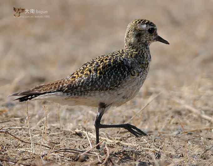 野鸭湖：金斑鸻