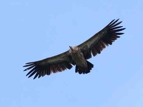 鸟类之最：高山兀鹫