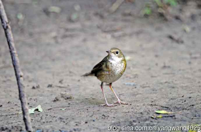 雌性蓝歌鸲（6）