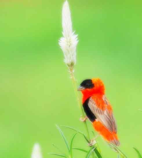 美丽无罪：雀鸟之寡妇鸟