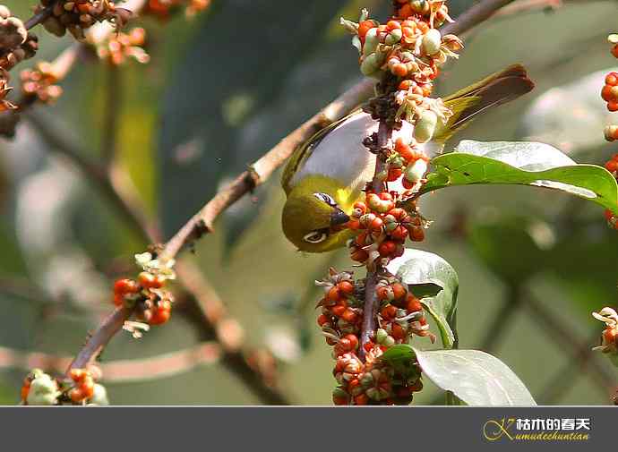 云南拍鸟：灰腹绣眼【实拍】