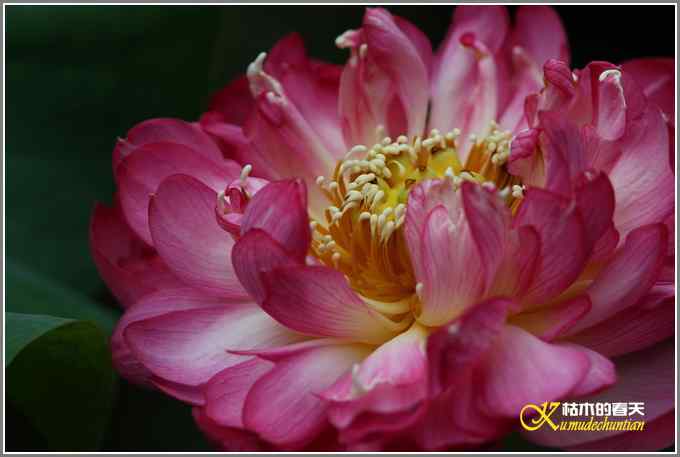 夏天的鈥湸裟疋潯菊掌 夏天的鈥湸裟疋潯菊掌