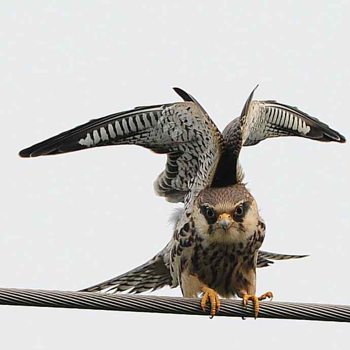 偶遇电线版黄爪隼（附议）