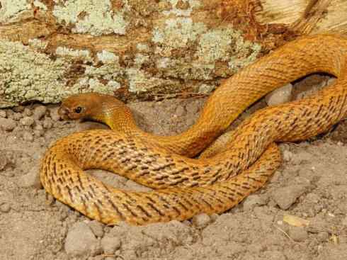 龙：传说的兽原型探秘（澳洲眼睛蛇类）