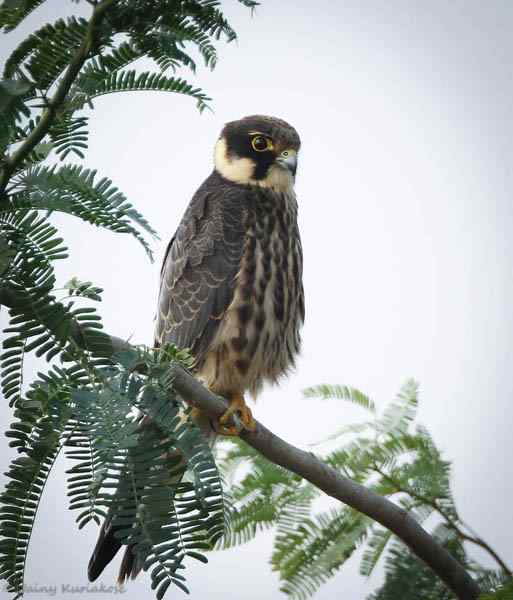 配图:燕隼 剖析《被重判的鸟事和被轻放的贪官》中的舆论陷阱