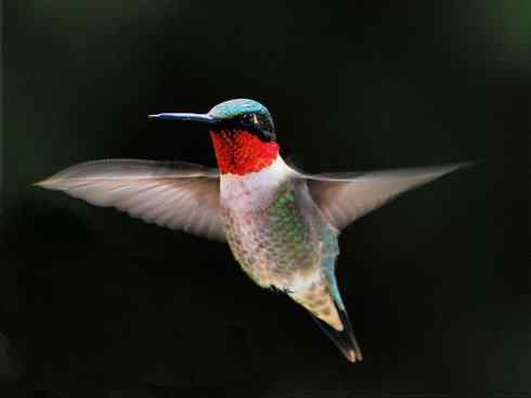 鸟类之最:角蜂鸟 鸟类之最:角蜂鸟