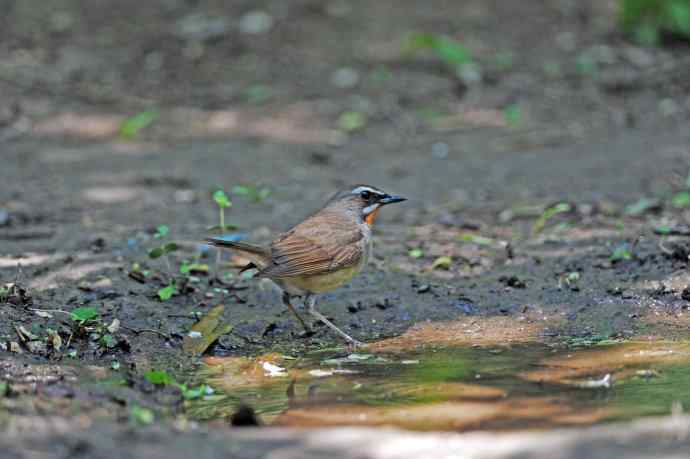北京天坛公园的鸟类——红喉歌鸲（9）