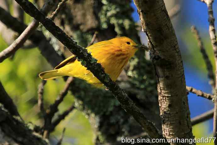 黄色林莺