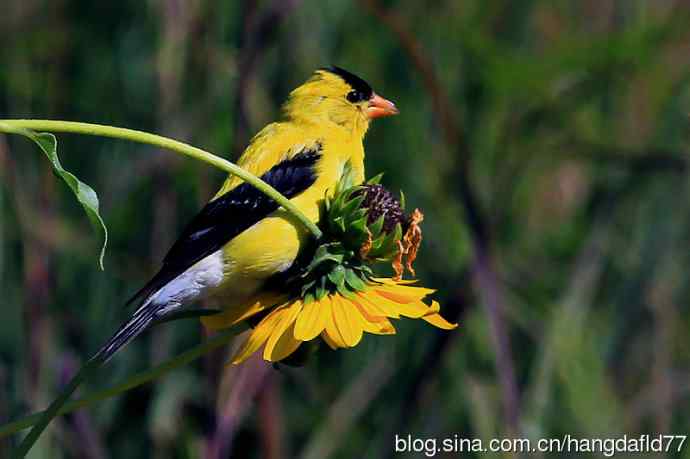 美洲金翅雀：雄鸟（2）