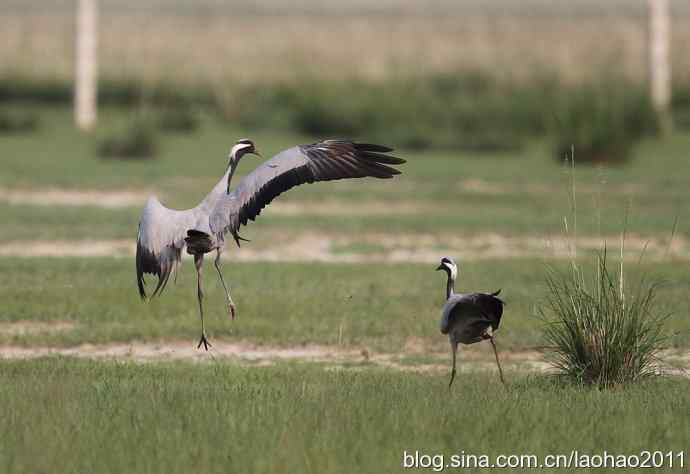 蓑羽鹤，好久不见