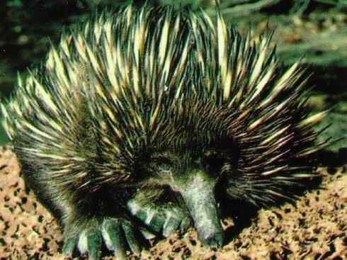 动物世界:山寨还是原创之三 动物世界:山寨还是原创之三