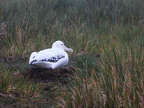 鸟类之最：漂泊信天翁