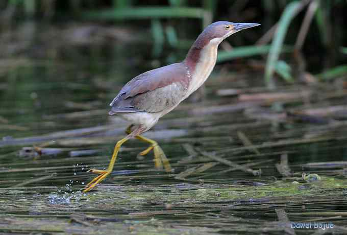 植物园：紫背.白眉和绿啄　