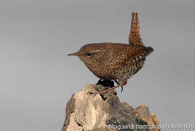 精灵般的小鹪鹩 精灵般的小鹪鹩