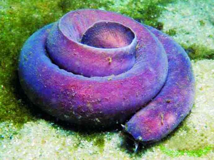 鱼类活化石:盲鳗 鱼类活化石:盲鳗