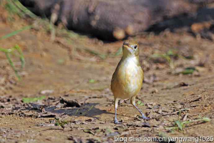 厚嘴苇莺(3) 厚嘴苇莺(3)