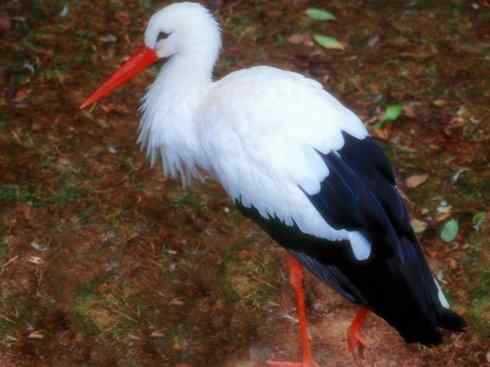 另类鸟类建筑师之一（白鹳、秃鹳）