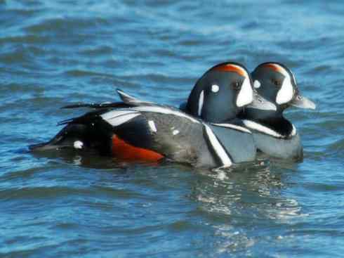 雁鸭之最之六（丑鸭、秋沙鸭、花脸鸭、针尾鸭）