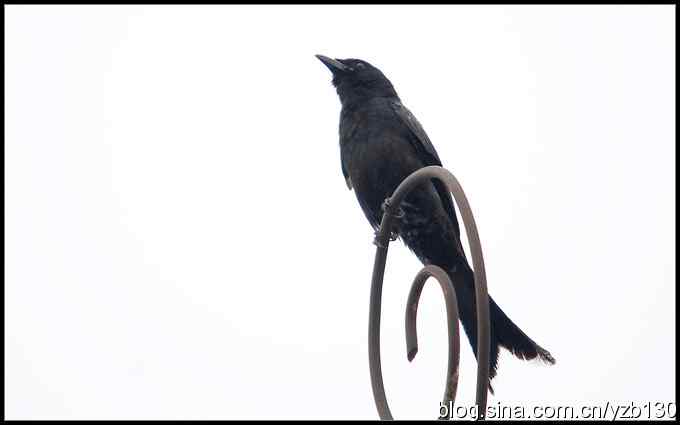 金海湖的鸟（1）鈥斺敽诰砦玻ㄗ橥迹