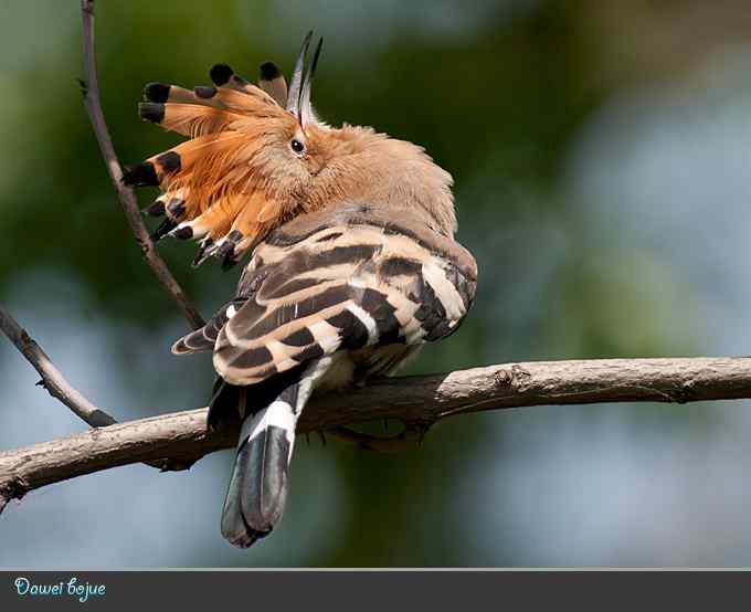 刚出窝的小戴胜*