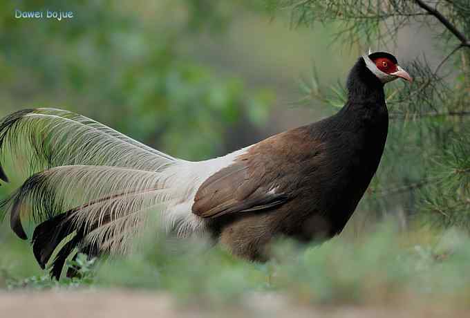 珍禽国宝  褐马鸡