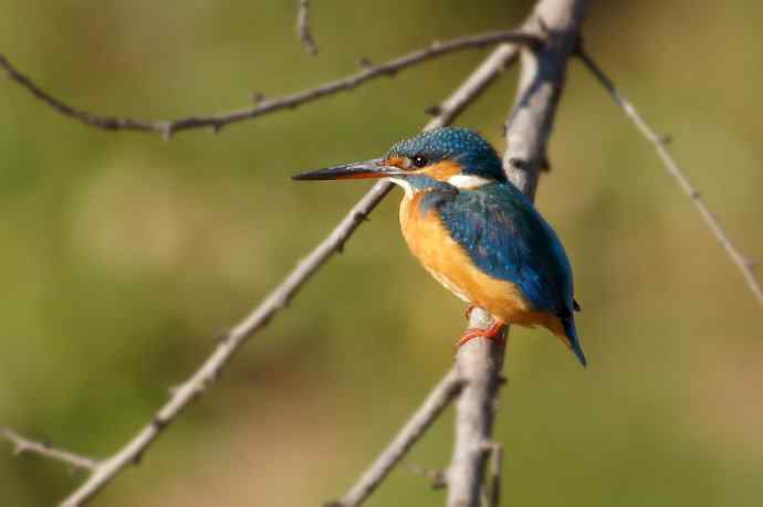 四川西昌鸟类摄影——最近拍的几种西昌常见鸟
